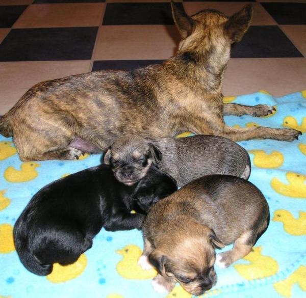 Bild zu darf ich vorstellen... - Alleinerziehend - Forum für alleinerziehende Eltern