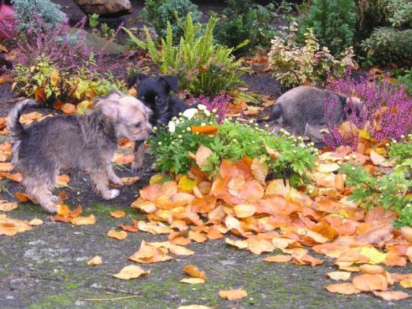 Bild zu Die Welpen ziehen aus.... - Alleinerziehend - Forum für alleinerziehende Eltern