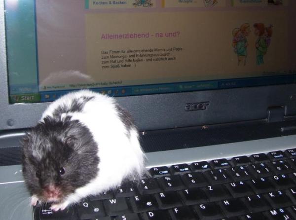 Bild zu Kein Interesse? - Alleinerziehend - Forum für alleinerziehende Eltern