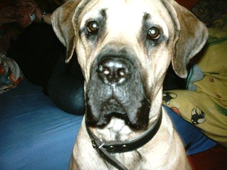 Bild zu Wollt euch mal den Hund zeigen - Alleinerziehend - Forum für alleinerziehende Eltern