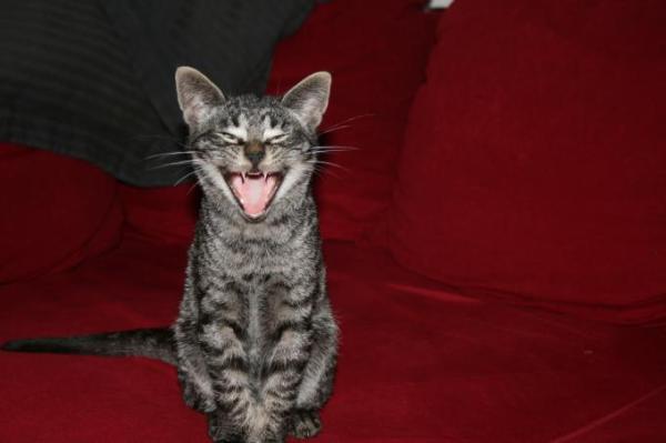 Bild zu ...das Katerkind und der Name...... - Alleinerziehend - Forum für alleinerziehende Eltern