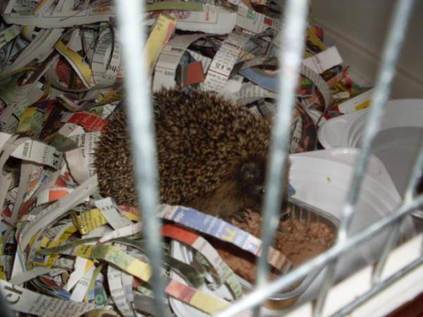 Bild zu Spam.... "Ilse" - Alleinerziehend - Forum für alleinerziehende Eltern