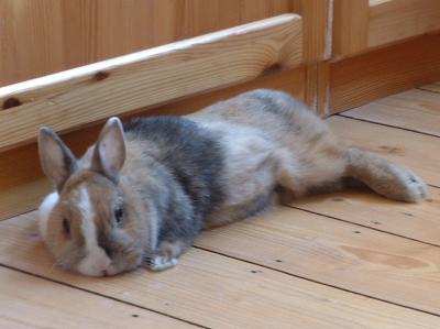 Bild zu Kaninchen gestorben - Alleinerziehend - Forum für alleinerziehende Eltern