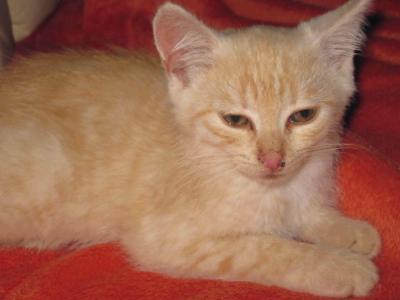 Bild zu Darf ich vorstellen.... - Alleinerziehend - Forum für alleinerziehende Eltern