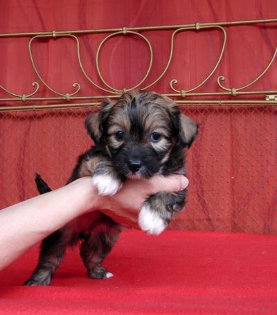 Bild zu Hundebaby ? - Alleinerziehend - Forum für alleinerziehende Eltern