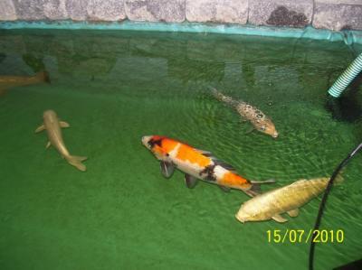 Bild zu