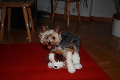 Bild zu 