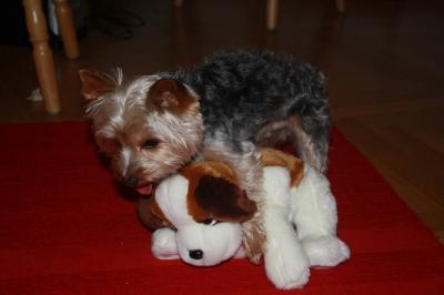 Bild zu 