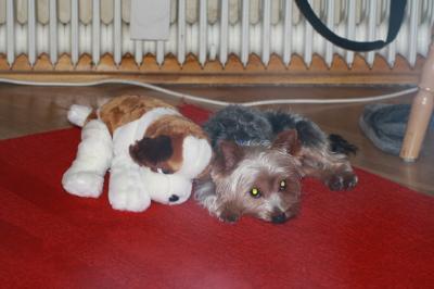 Bild zu 