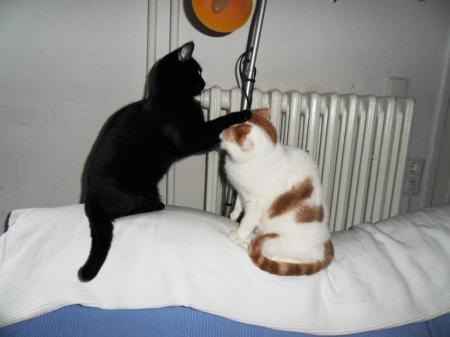 Bild zu