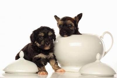Bild zu Möchte meine Hundebabys vorstellen - Alleinerziehend - Forum für alleinerziehende Eltern
