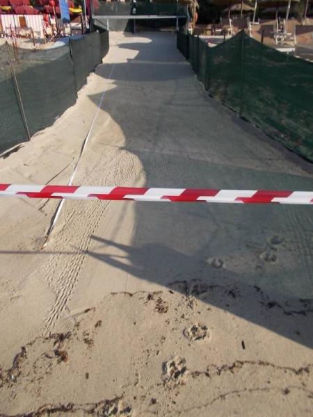 Bild zu Schildkroeten Elba - Reisen, Reiseforum, Urlaub mit Kinder