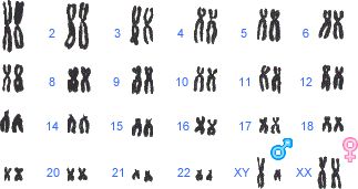 23 Chromosomenpaare