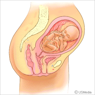 Entwicklung des Babys im 5. Monat