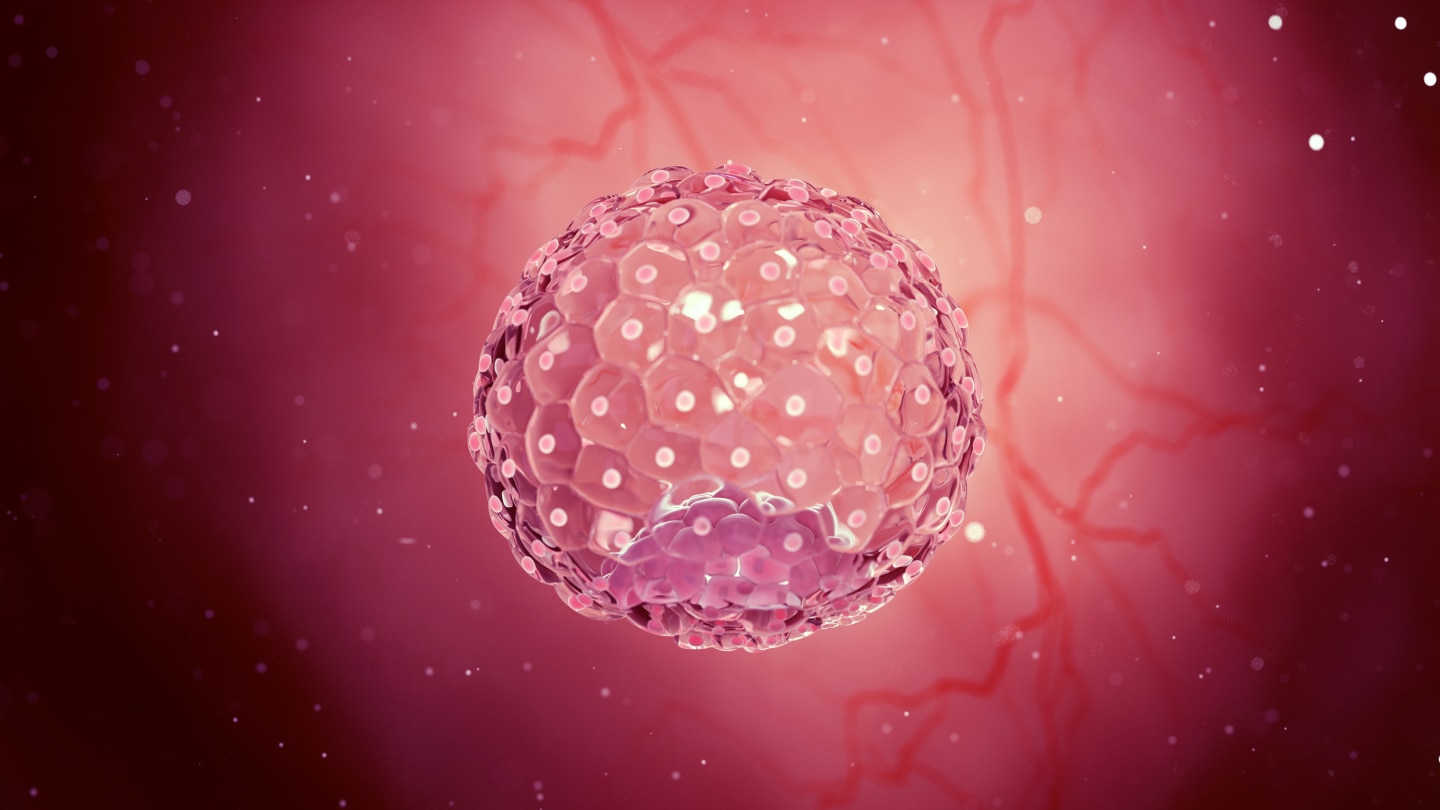 Blastocyst