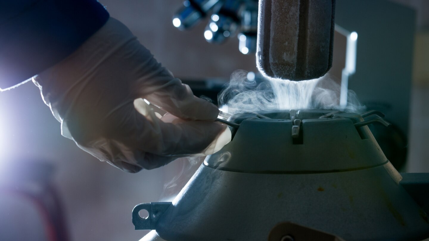 Frozen bovine semen in liquid nitrogen tank