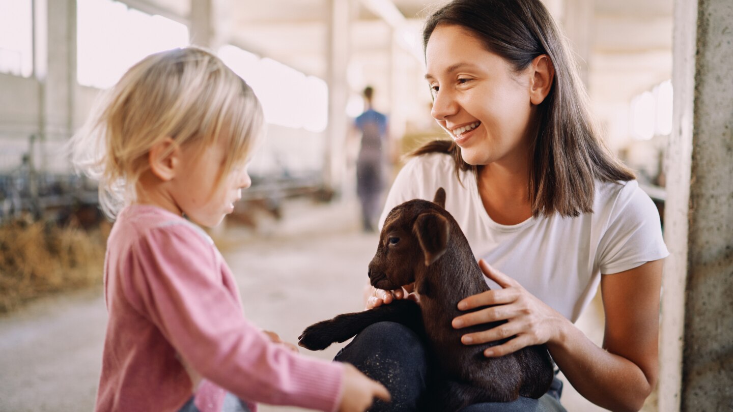 Little girl touches with her fingers a goatling in her mother arms on a farm