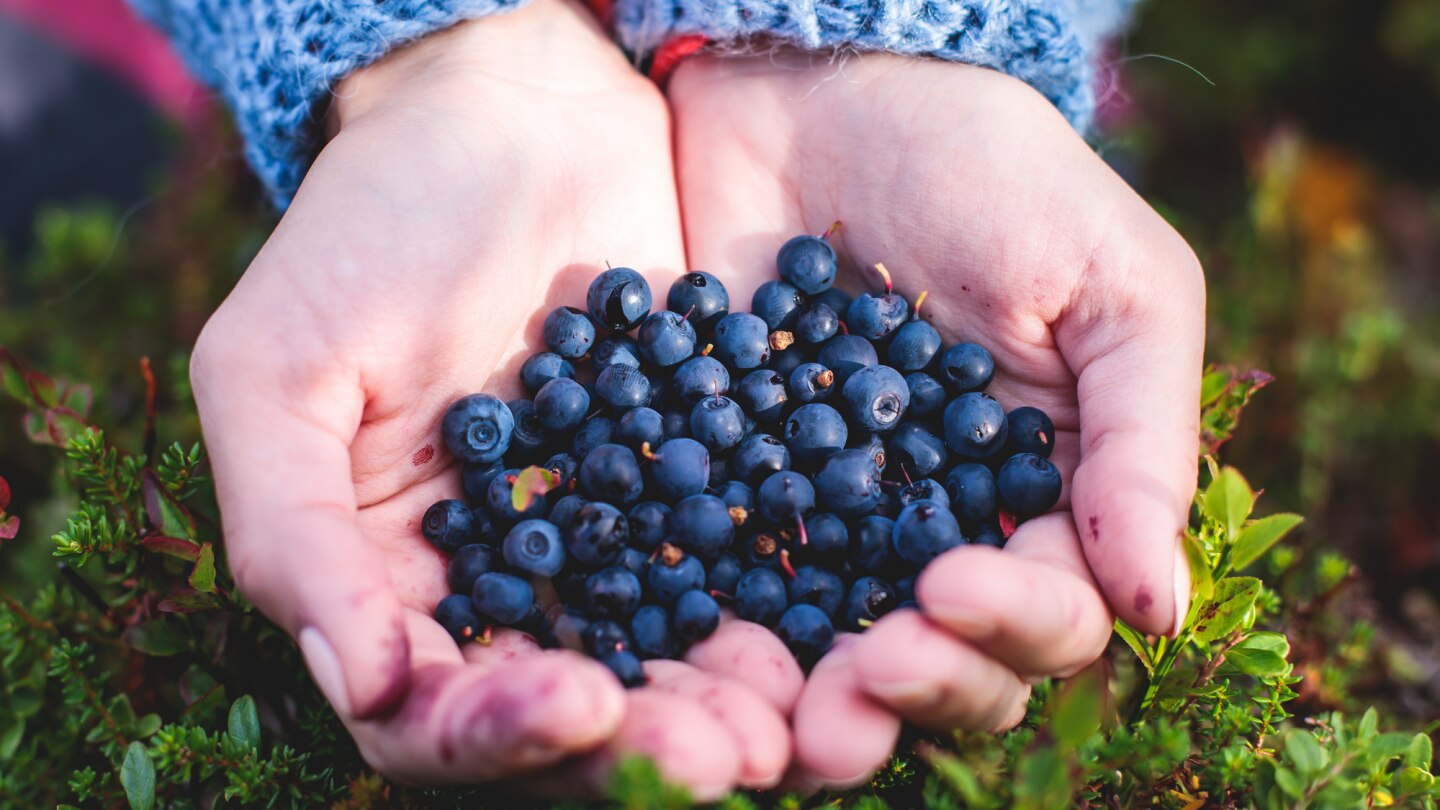 frische heidelbeeren in einer hand