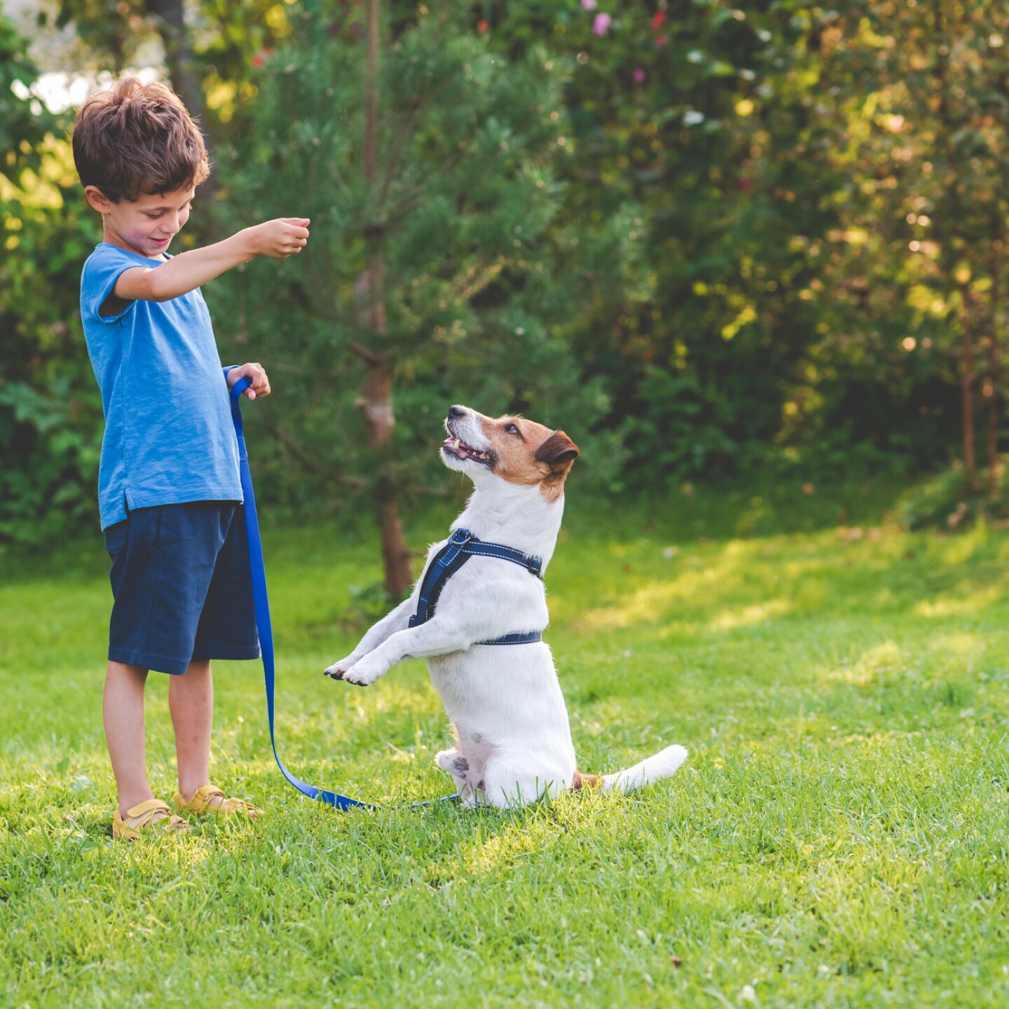 kindergartenkind spielt mit seinem hund