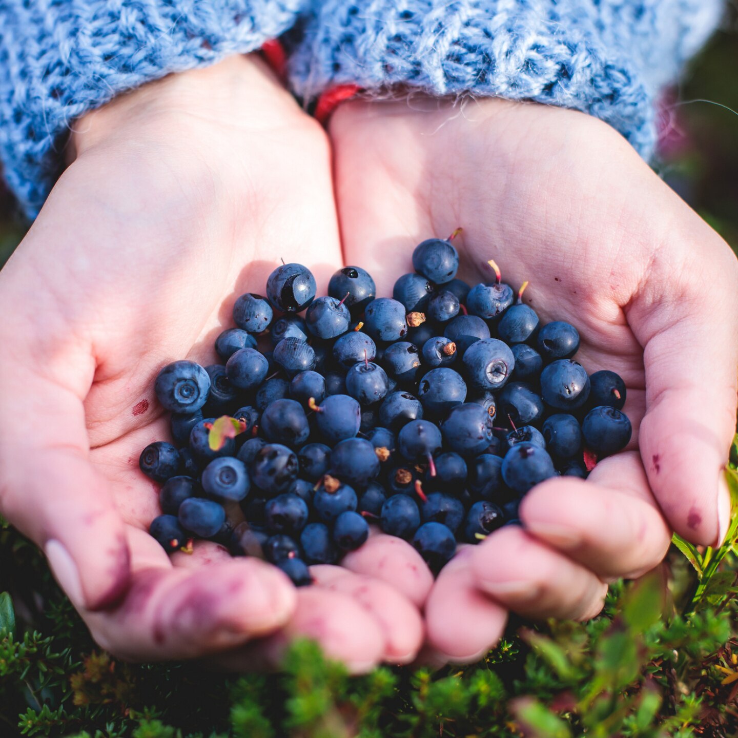 frische heidelbeeren in einer hand