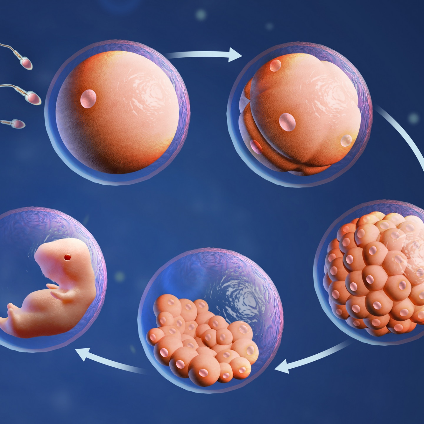 entwicklunszyklus-von-befruchtung-zum-fötus