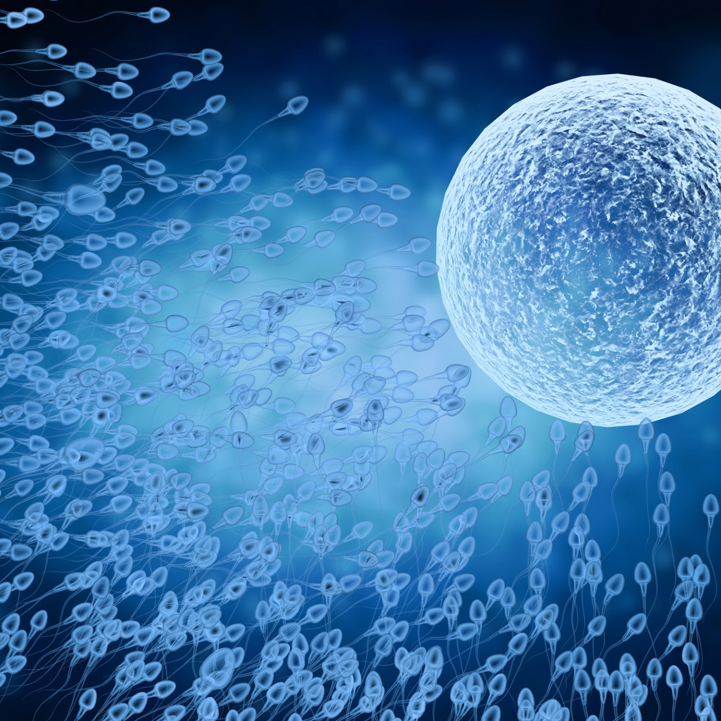 spermien-schwimmen-auf-eizelle-zu