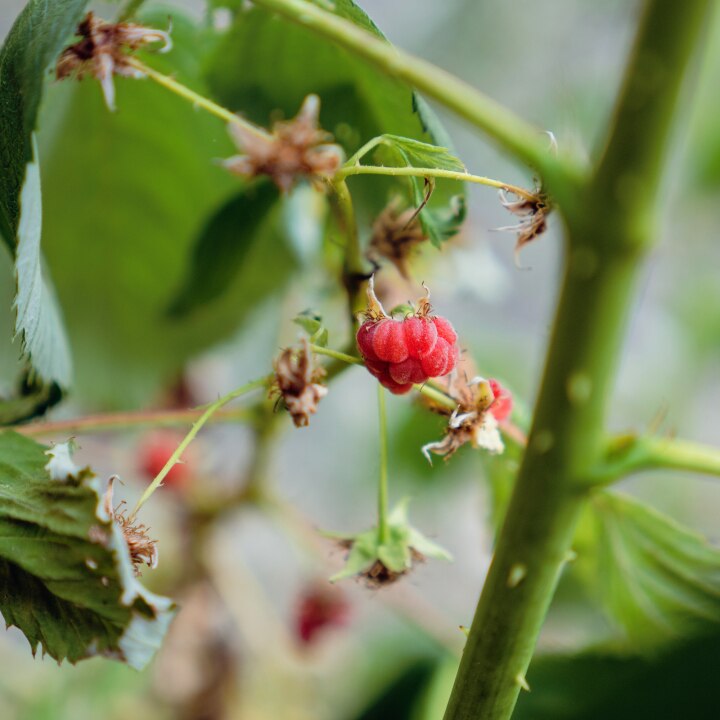 Himbeeren