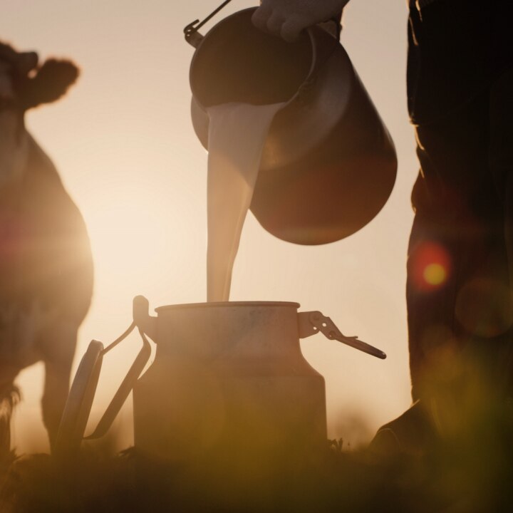 bauer kippt milch in eine kanne vor einem Sonnenuntergang