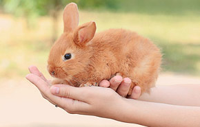 Haustier Kaninchen