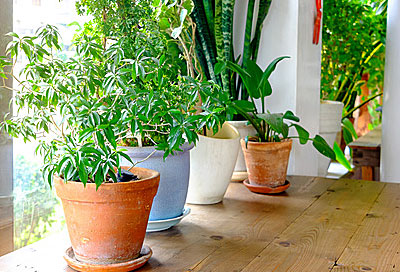 Tipps für die Pflege der Zimmerpflanzen im Winter