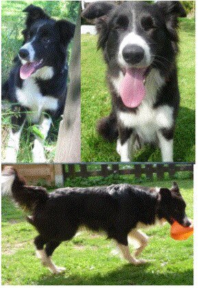Bild zu hund aus garten geklaut - Aktuelles